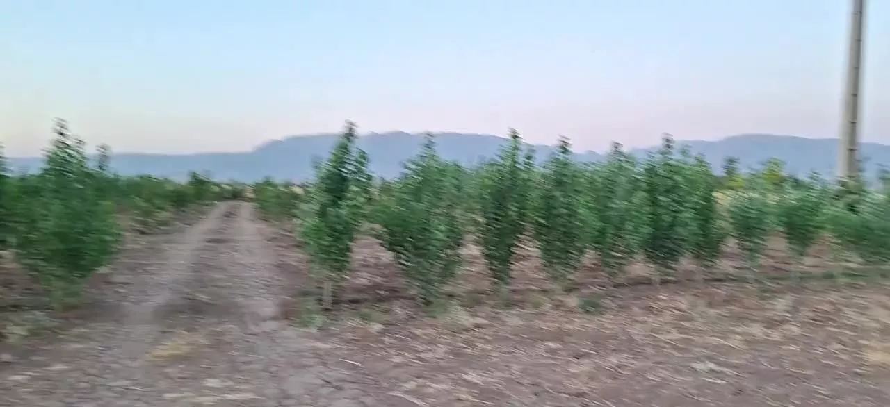زمین کشاورزی  و باغ سه ساله بر جاده  سراب نیلوفر