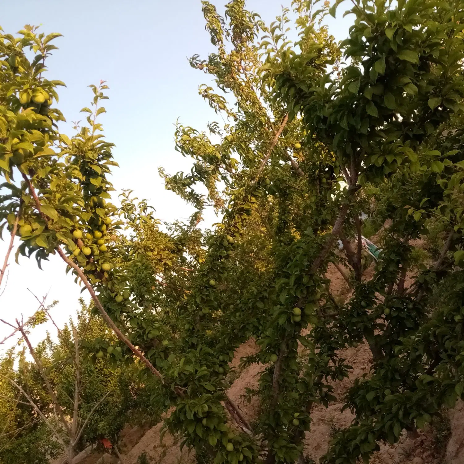 باغ 250متر واقع در نیاوران 15