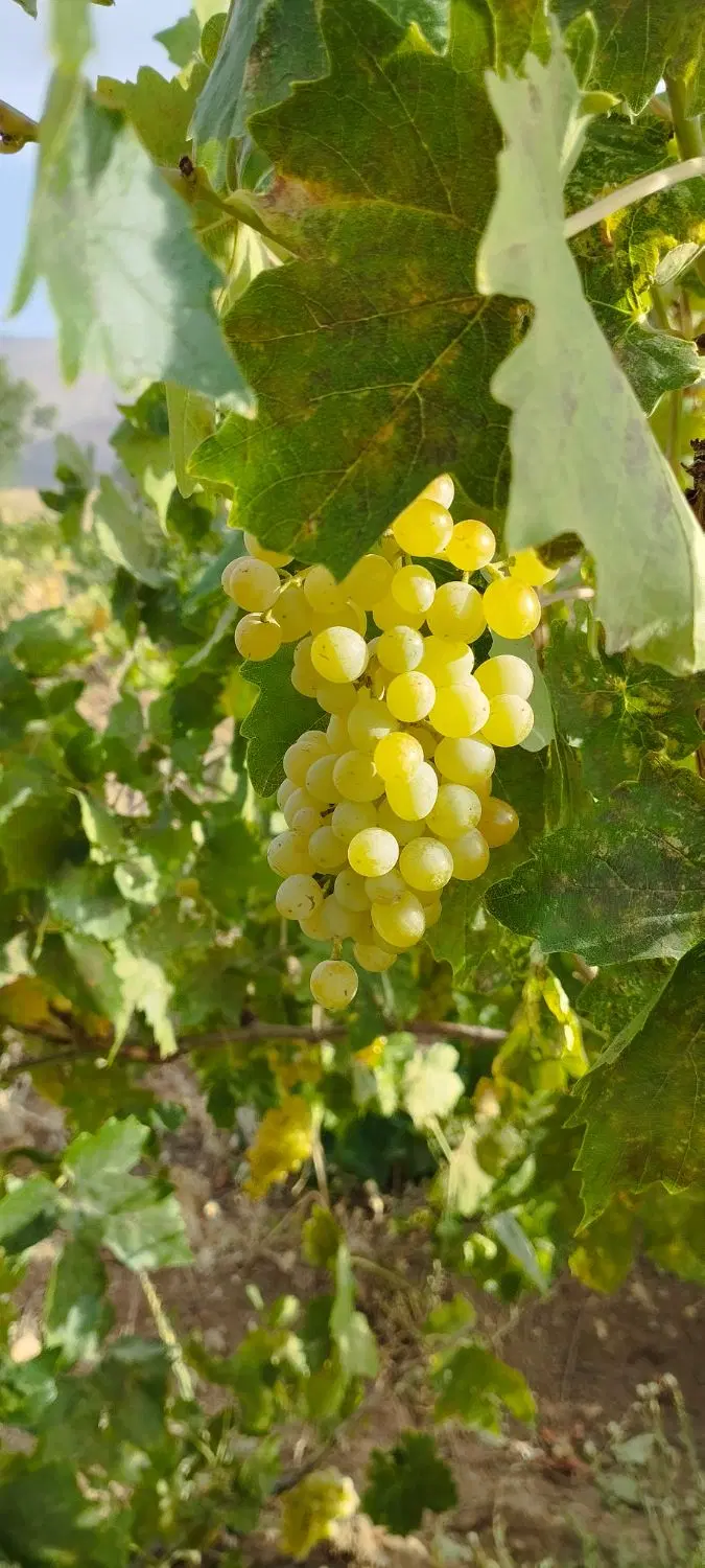 باغ انگور وگل محمدی روستای ارجنک