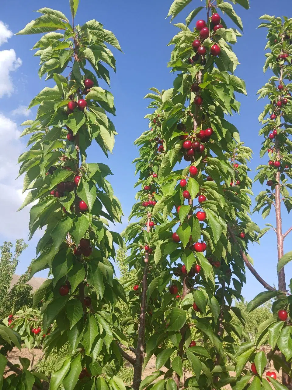 طرح طوبی ۲ فاز دو