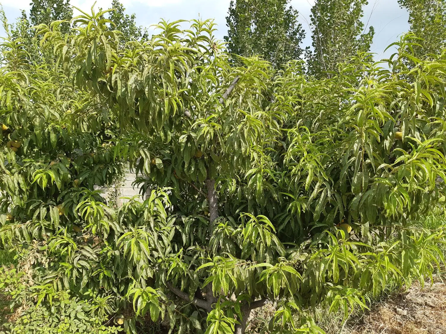 باغ ویلا ، هزارمتری ، سند دار  کردان گلسار