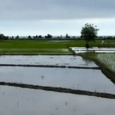 واگذاری صبحانه خوری قلب بازار