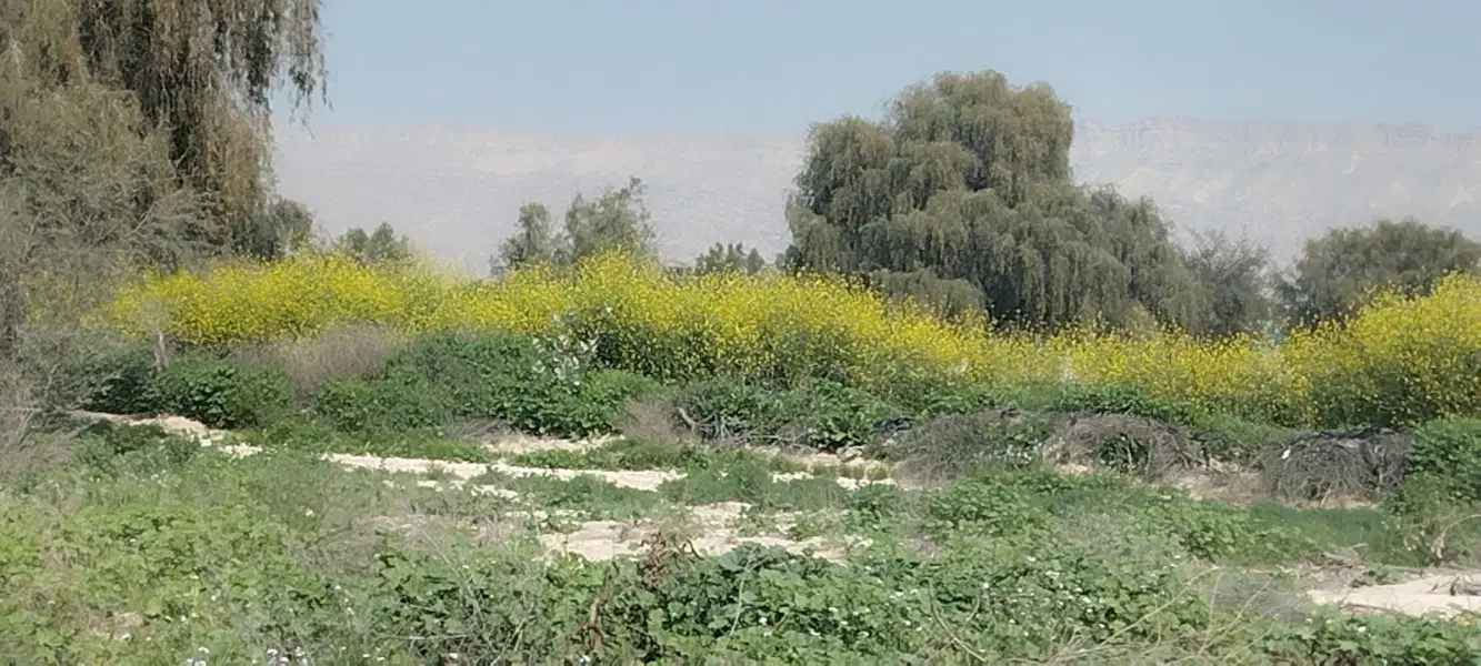 زمین جزیره مینو