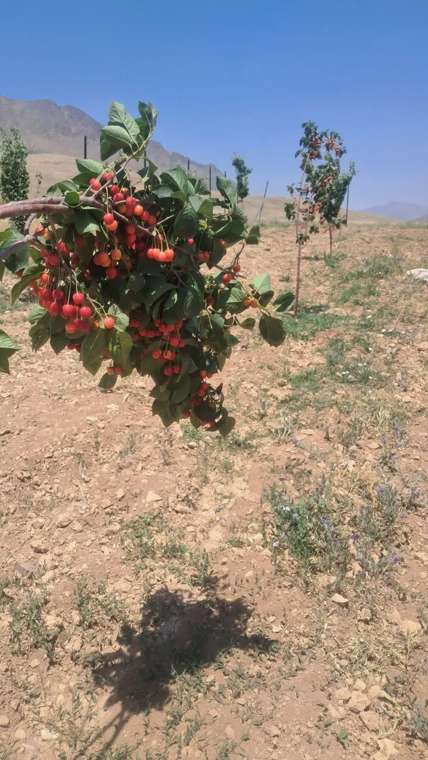 1000متر باغ سند دار