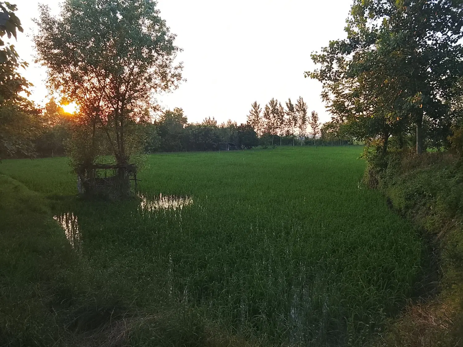باغ مرکبات باز زمین کشاورزی