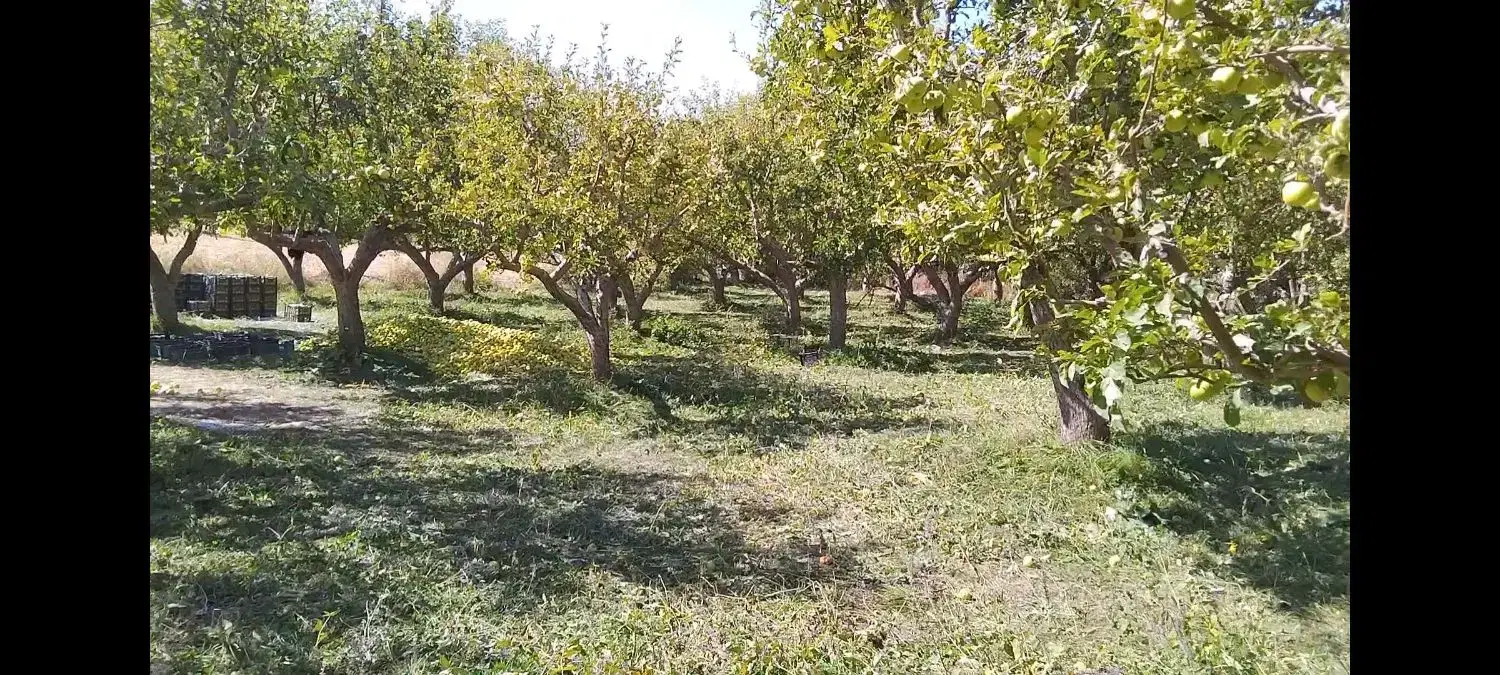 باغ سیب روستایی ایشلانده اجاره ای