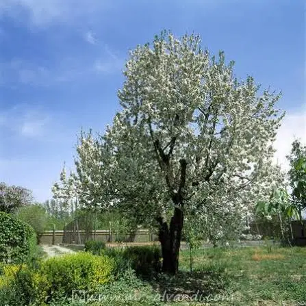 فروش زمین