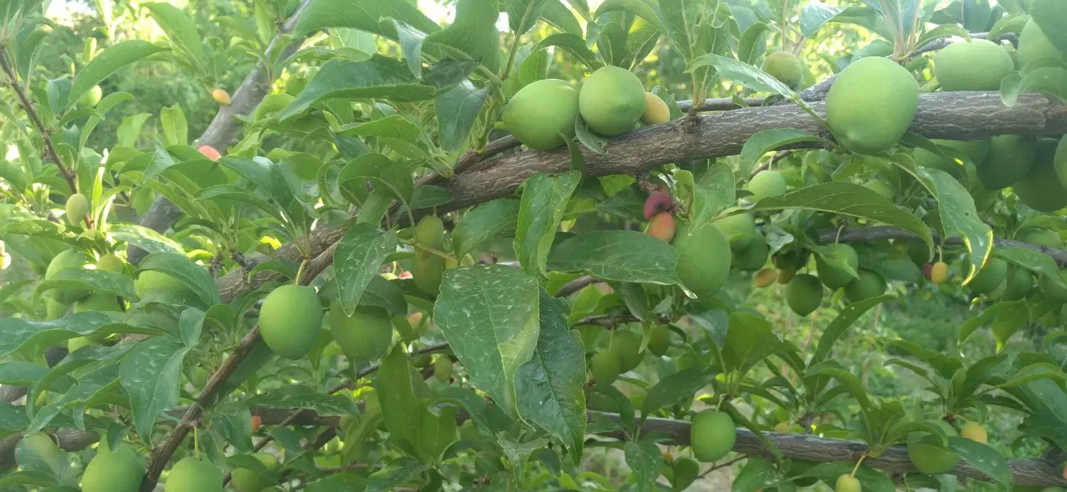 باغ میوه در روستای کاهو