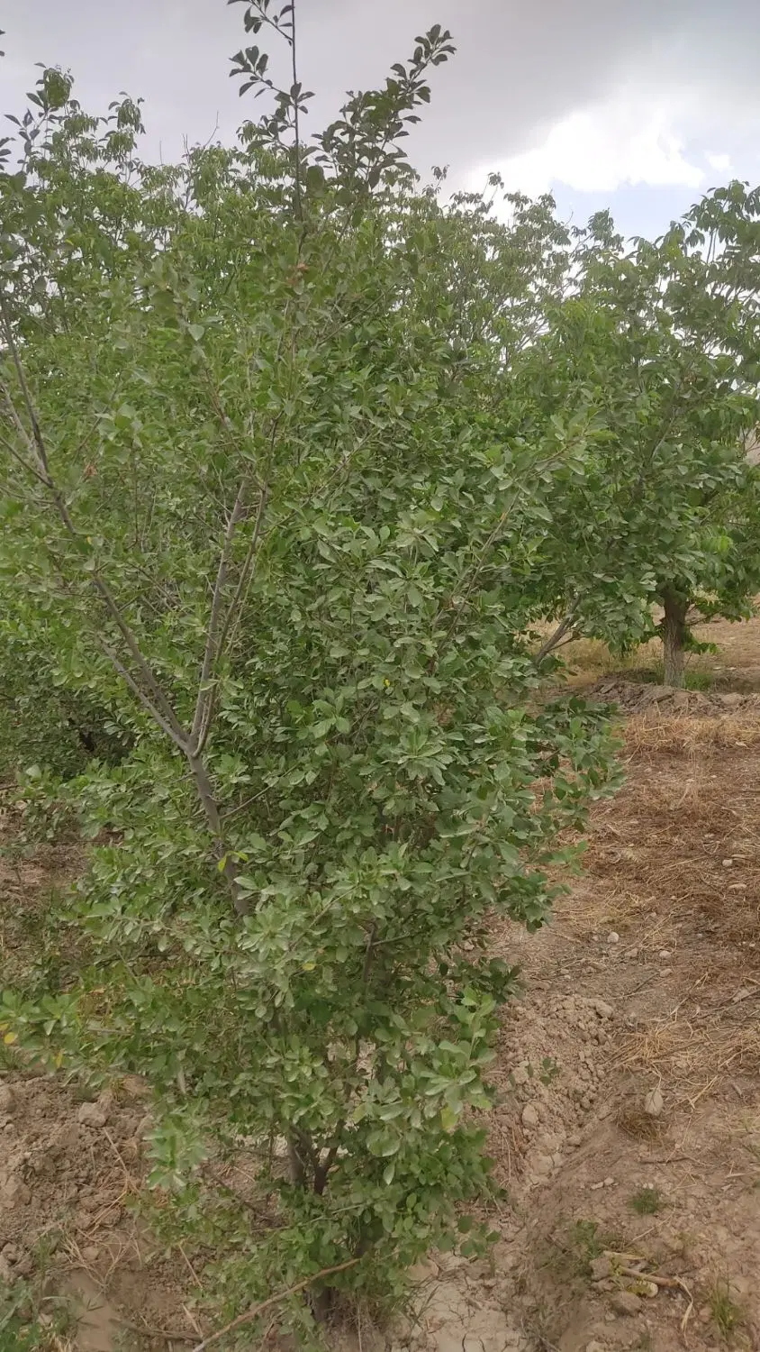 زمین باغ بلیین