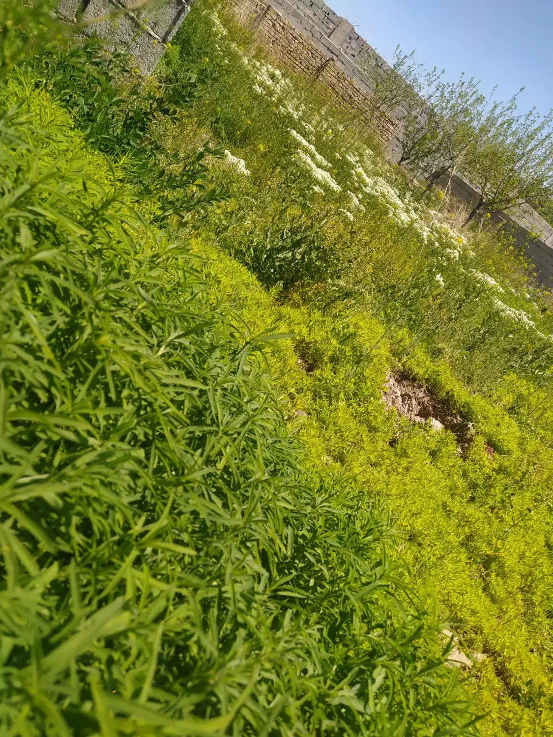 خانه،باغ،ویلایی،روستایی700 متر