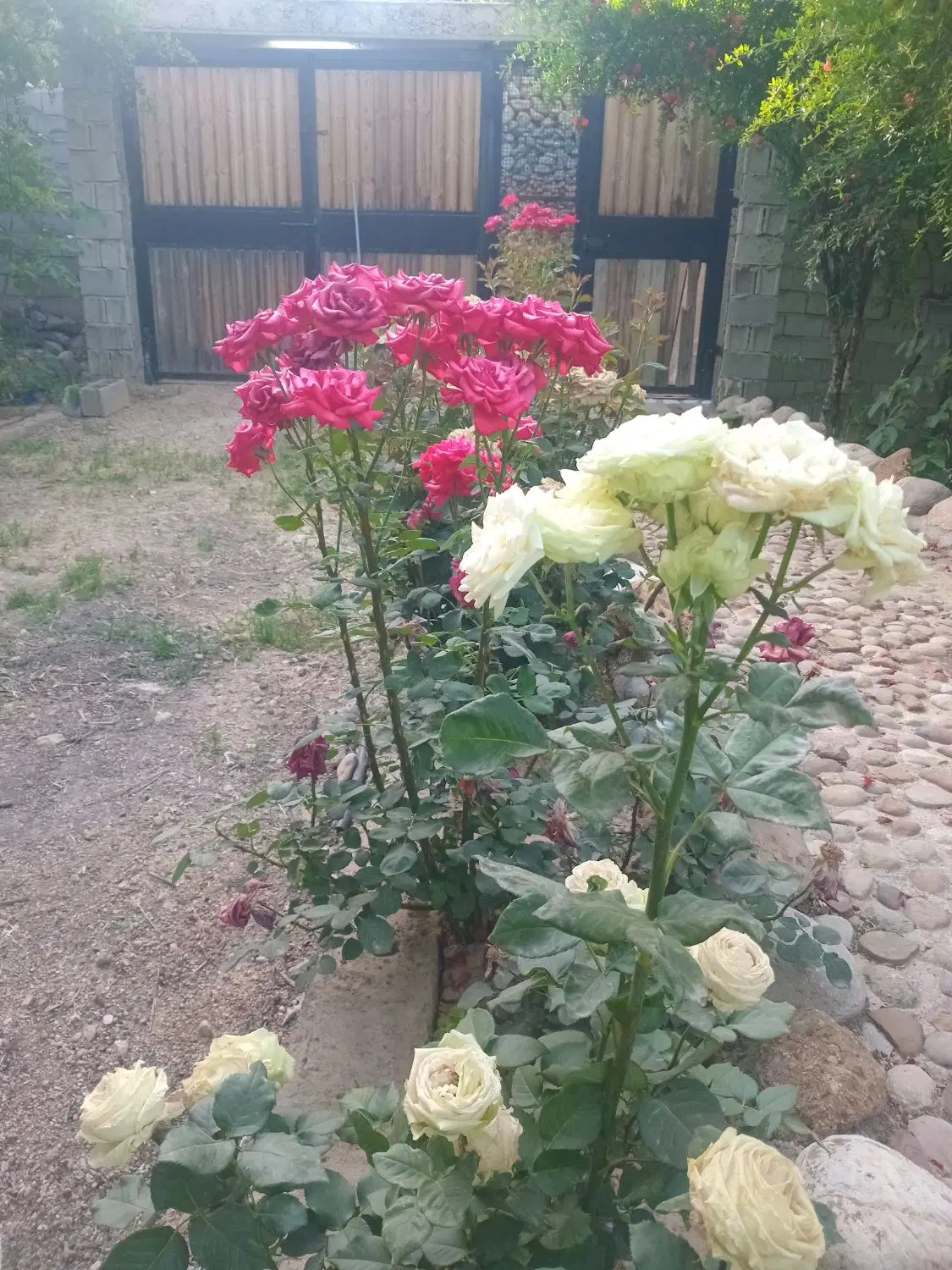 باغچه ۴۱۱ متری محلاتی