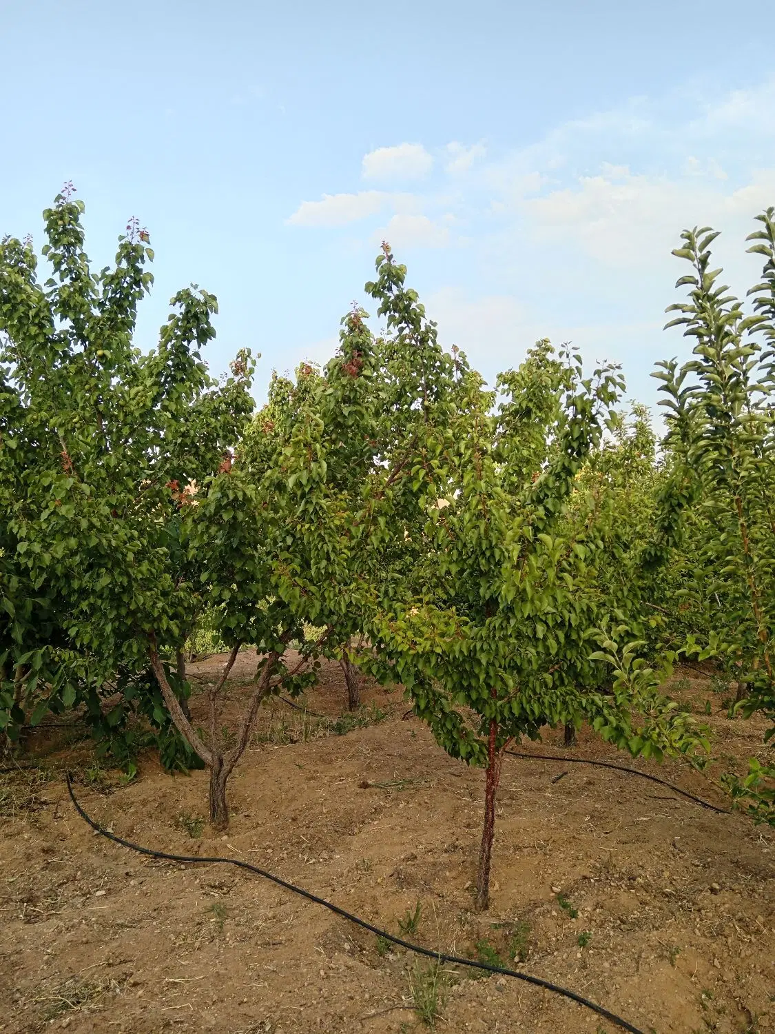 طرح عمان 2 جریبی کاملا مسطح بادام