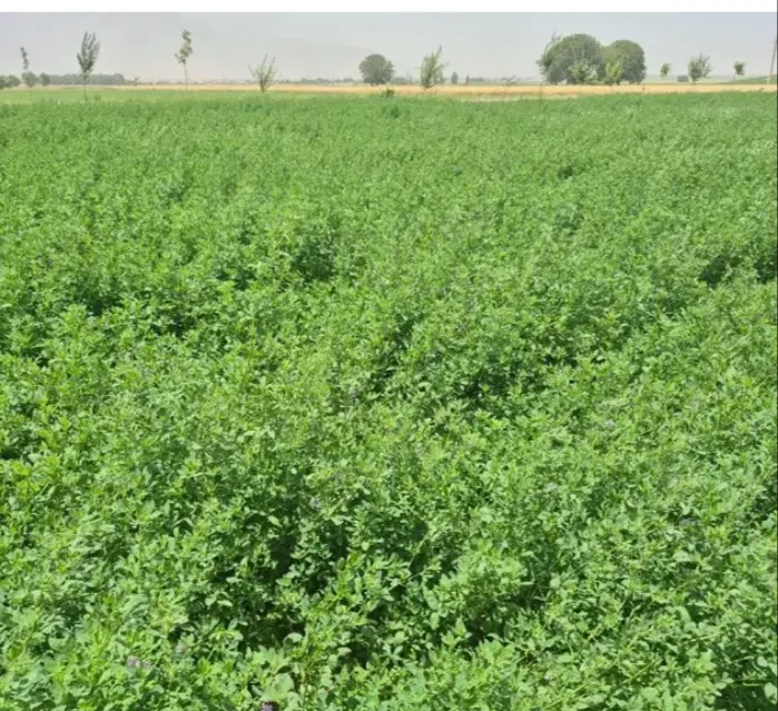 یونجه درجه ۱ حمیدیه