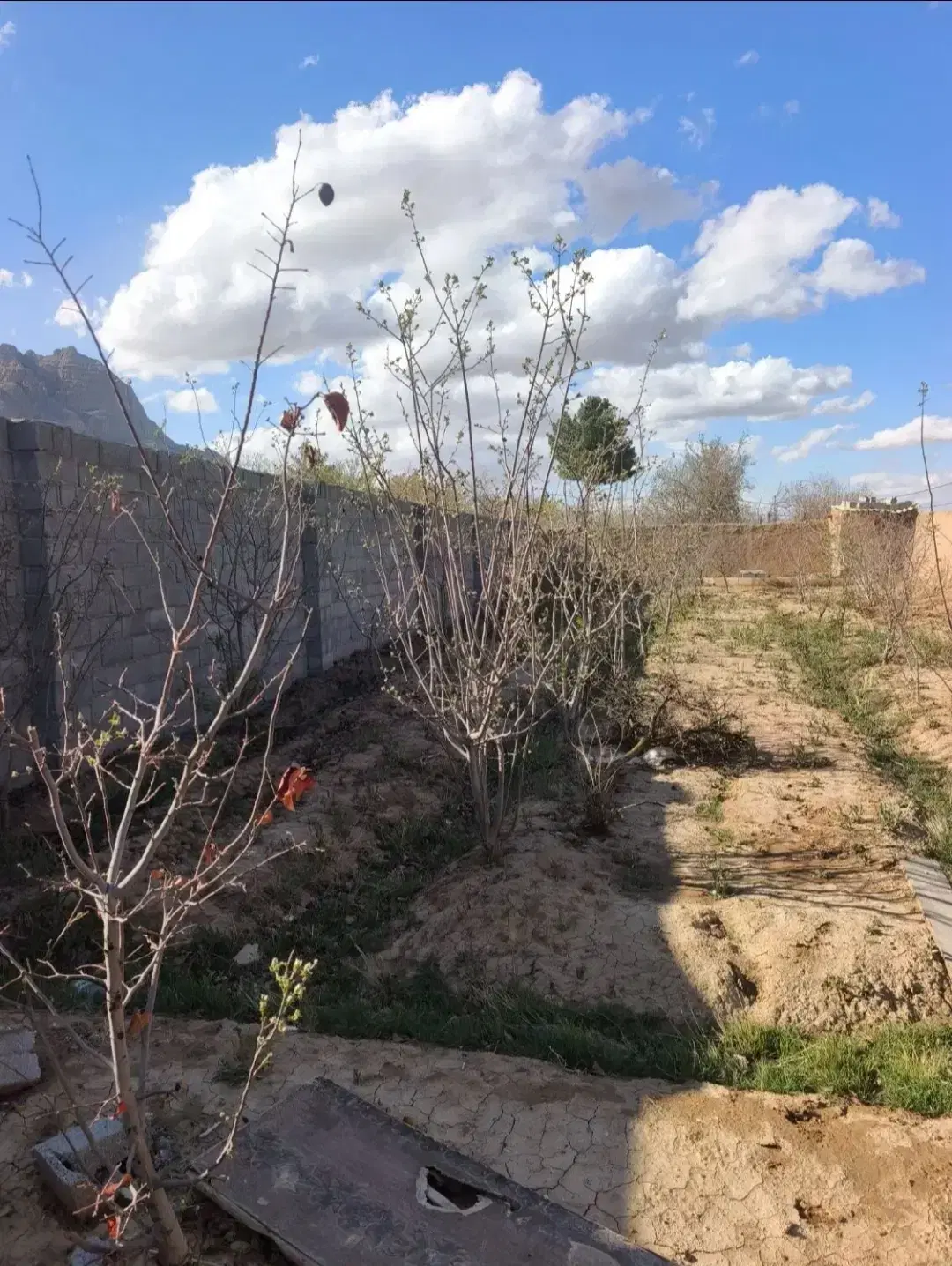 زمین باغی