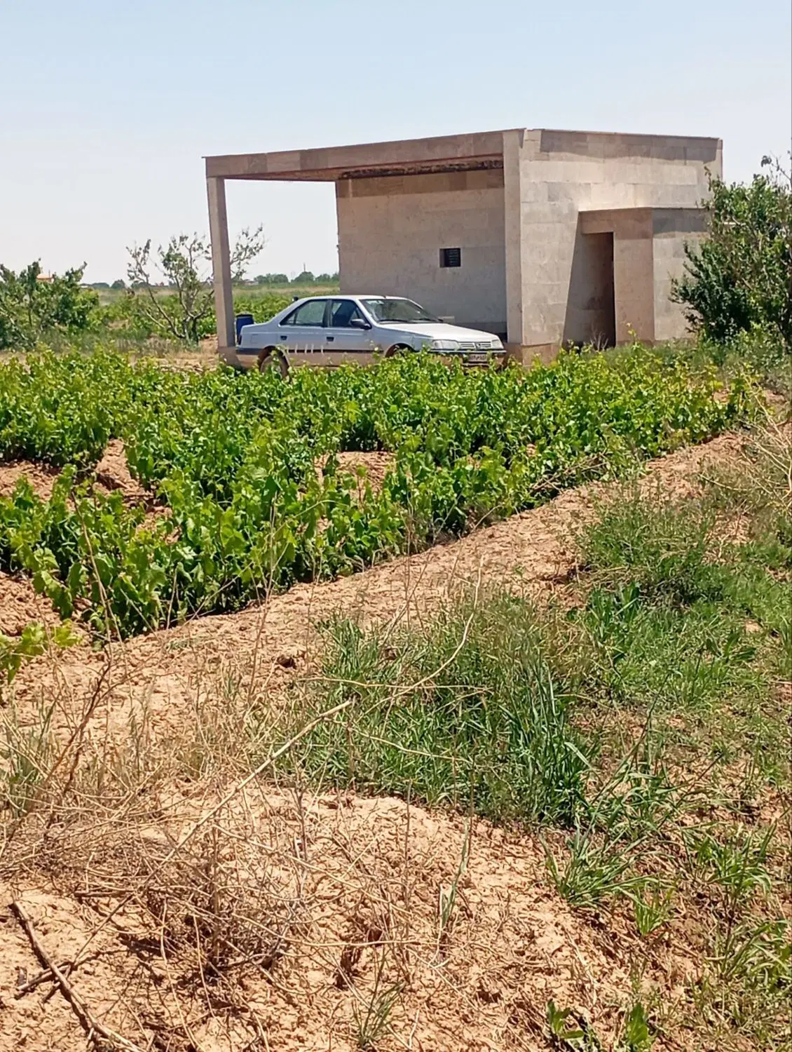 فروش باغ ۴ ساله