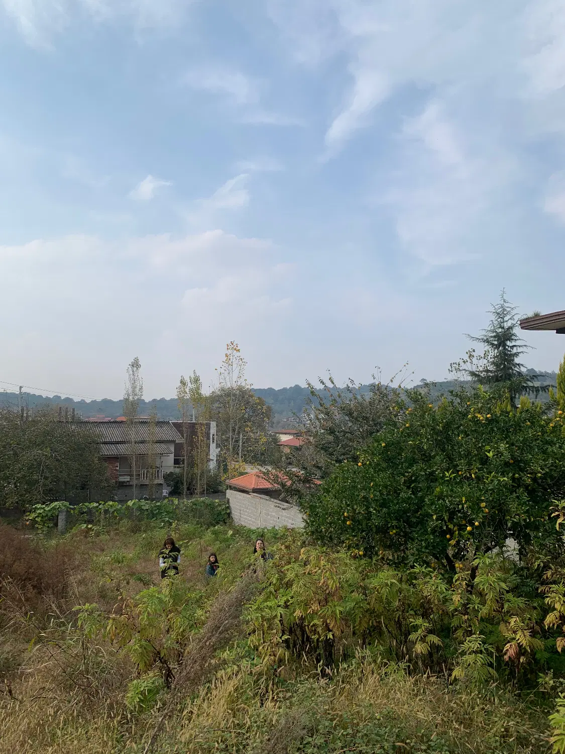 زمین شیرگاه