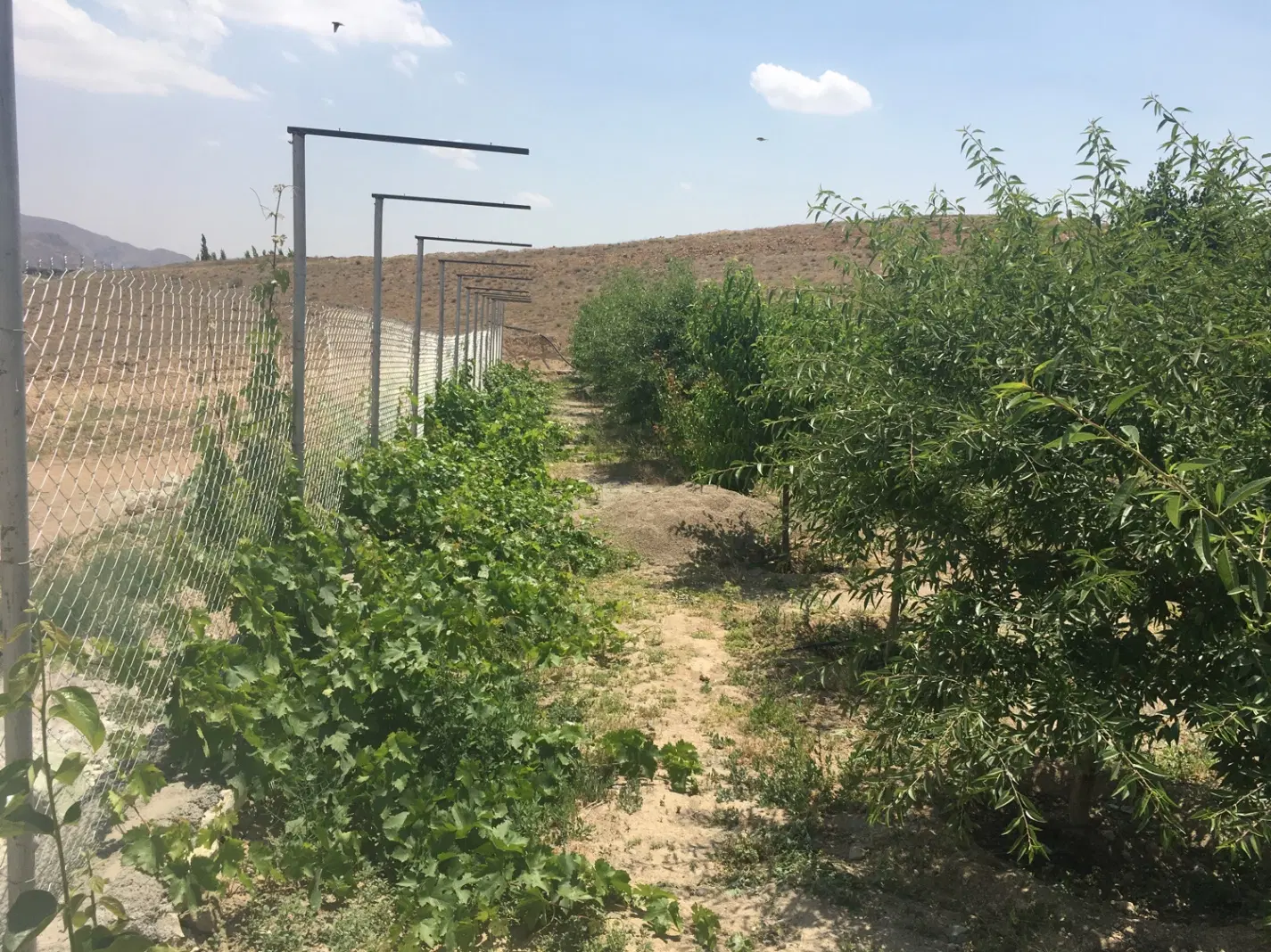 باغچه در شهرک تماشا کرشت
