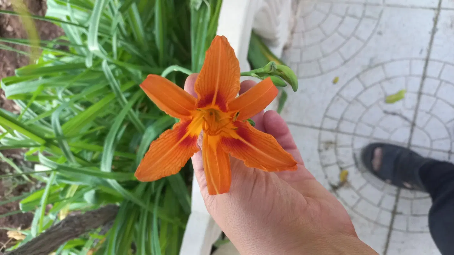 باغ