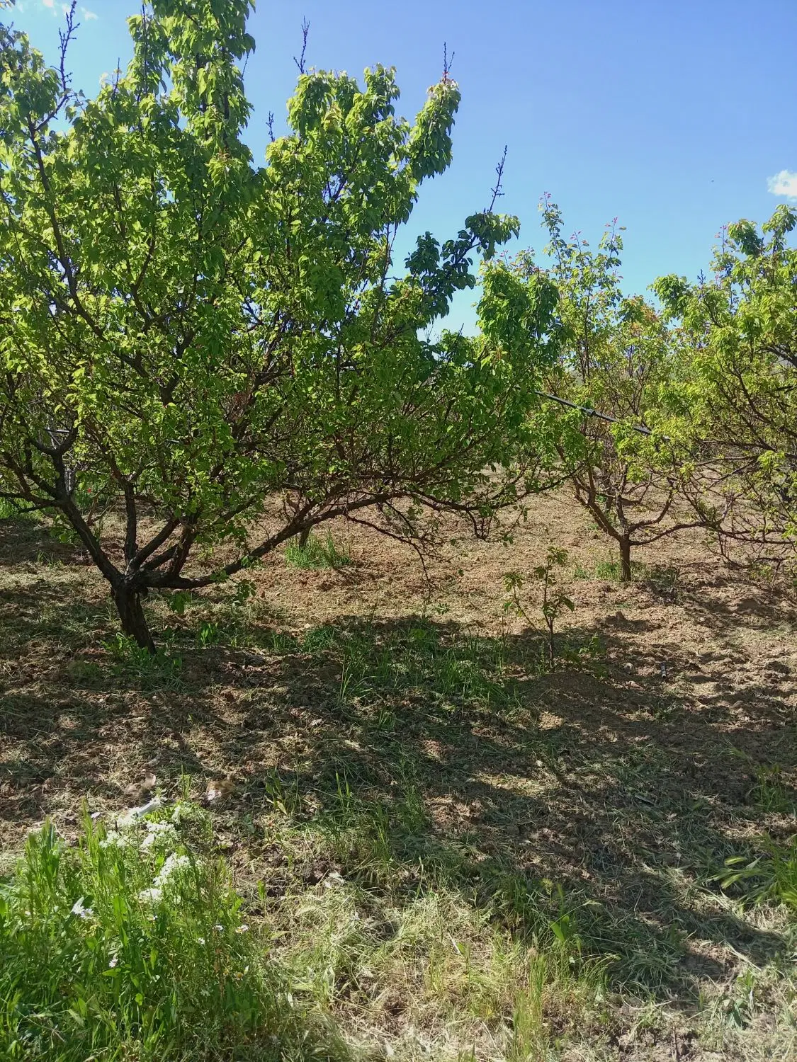 باغ وخانه باغ باباریز