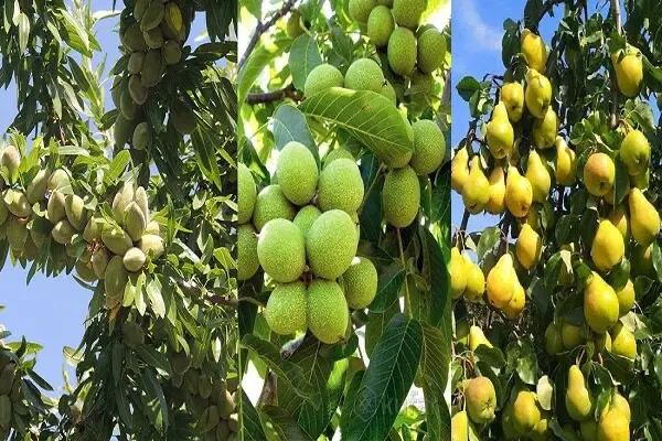 فروش قطعه های خام باغشهری با متراژ متفاوت