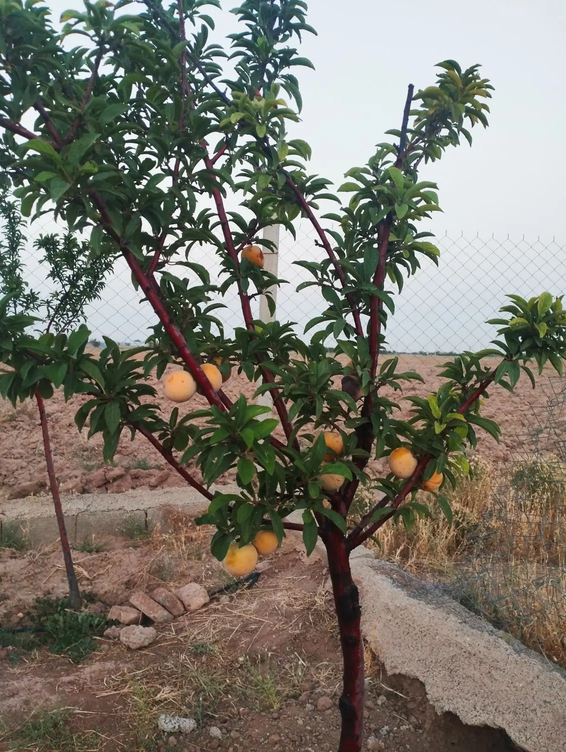 باغچه ۵۰۰ متری