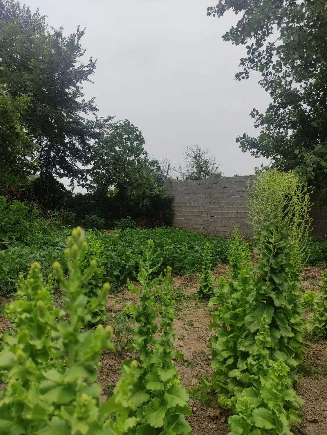 فروش زمین مسکونی