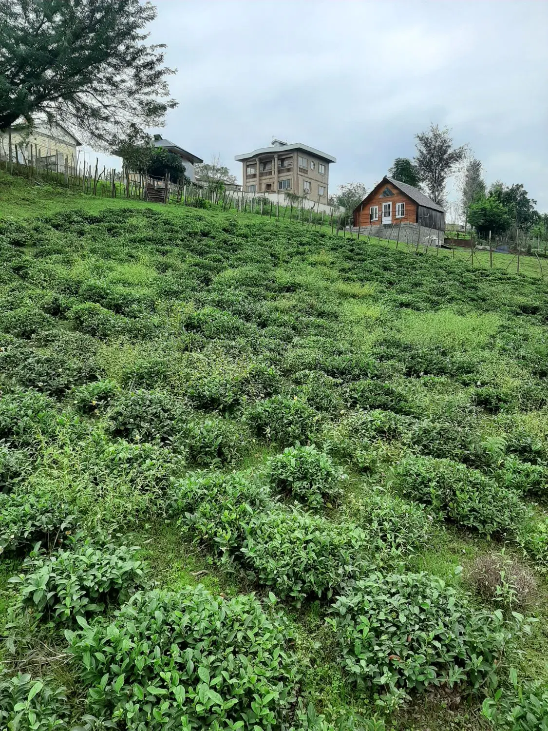 باغ چایی متراژ۲۸۰۰متر در روستای زیبای تالش محله