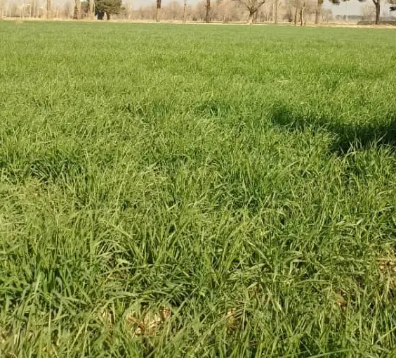 فروش منزل باغ  ویلا شلیلی بزرگ