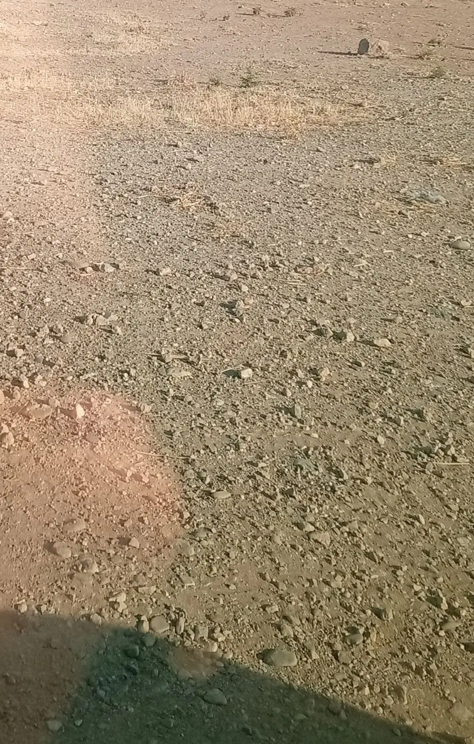 زمین دیم