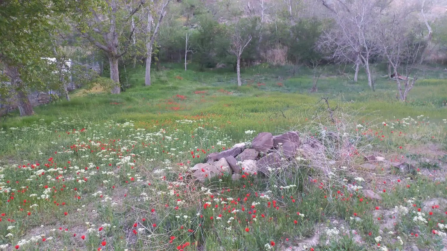 باغچه در دماوند  روستای مراء