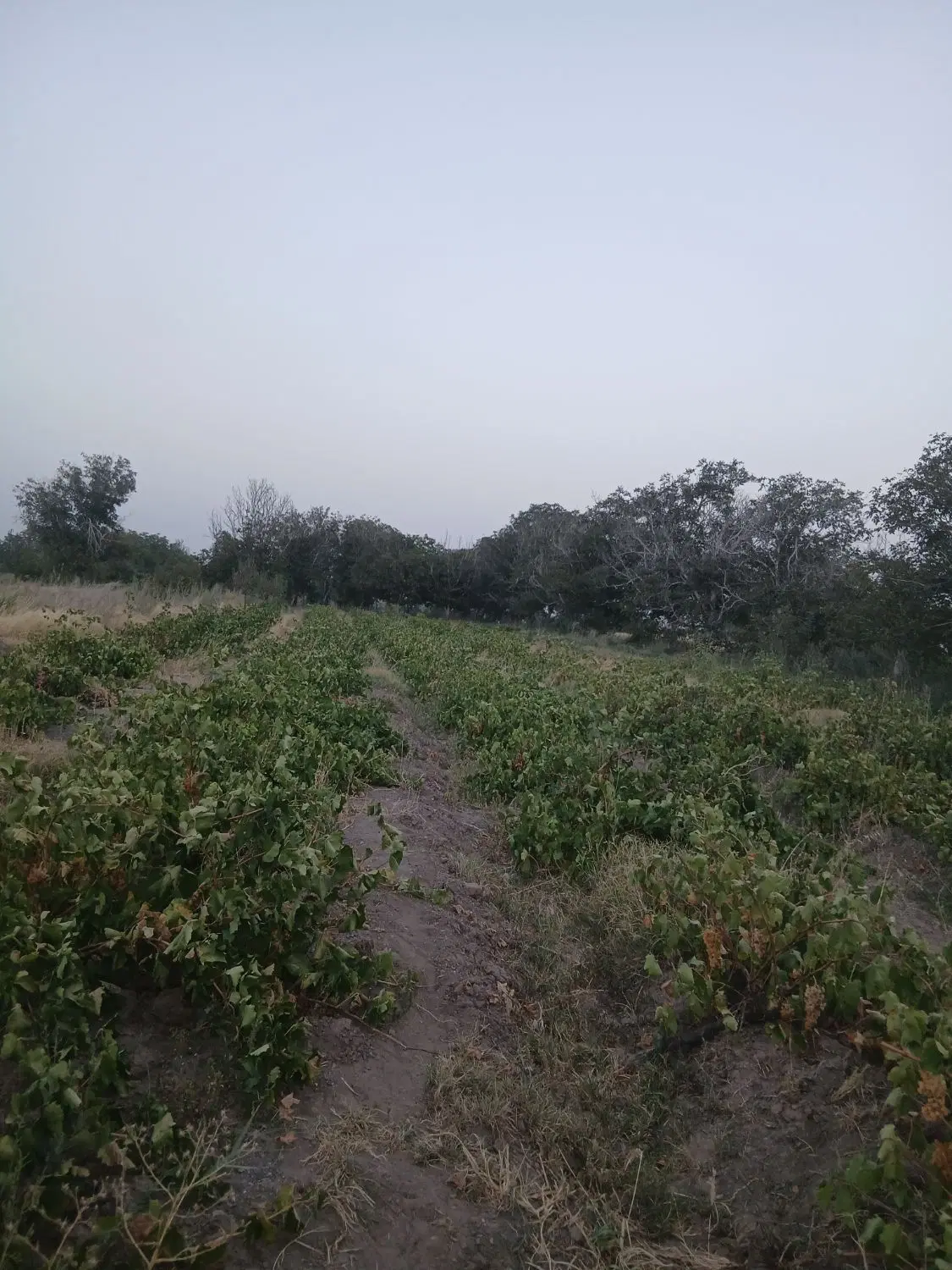 زمین  کشاورزی
