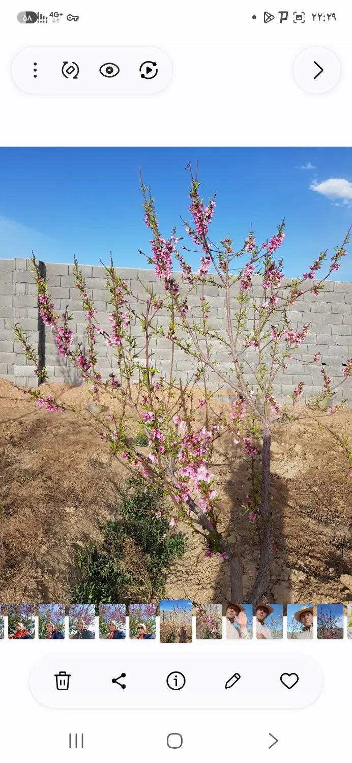 فروش زمین کشاورزی و باغ