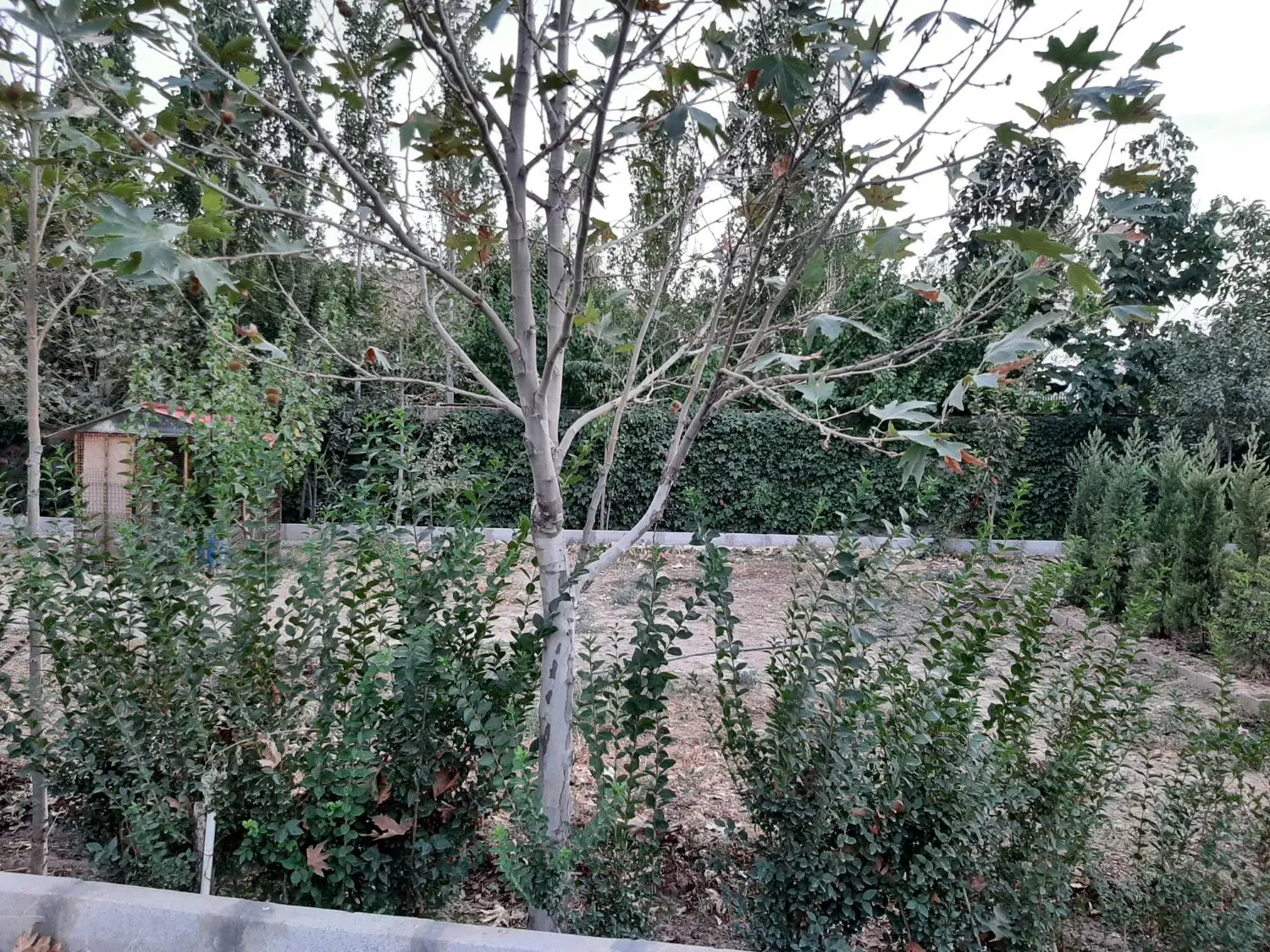 باغ ویلا