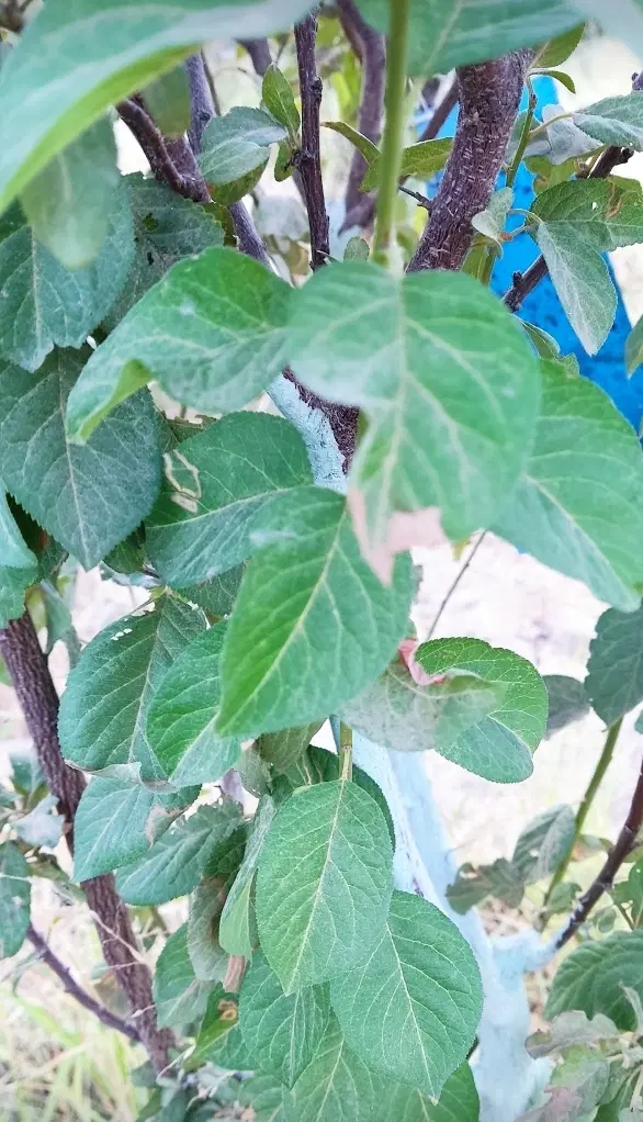 فروش زمین کشاورزی ۱۰۰۰ متری روستای کلاه مال(پیران)