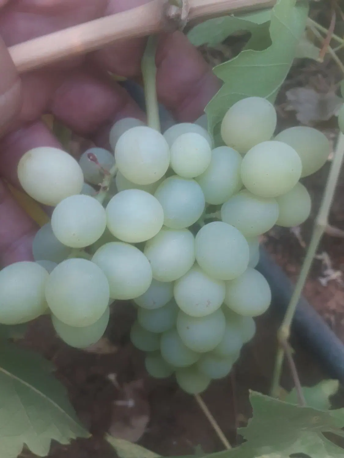 فروش باغ