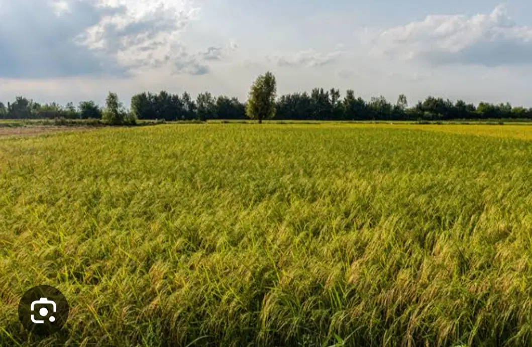 شالیزار هکتاری صومعه سرا