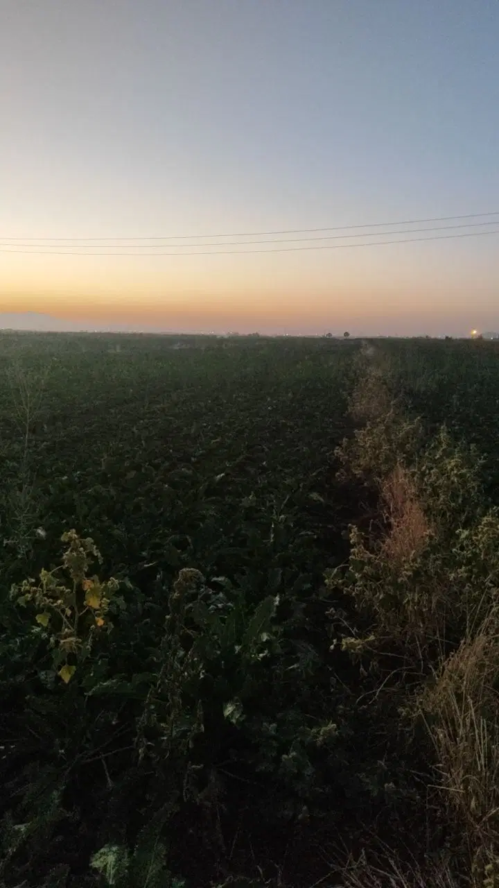 طالب زمین کشاورزی چغندر