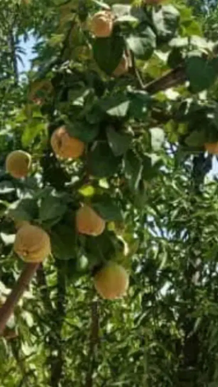 باغ چهار دیواری با مجوز