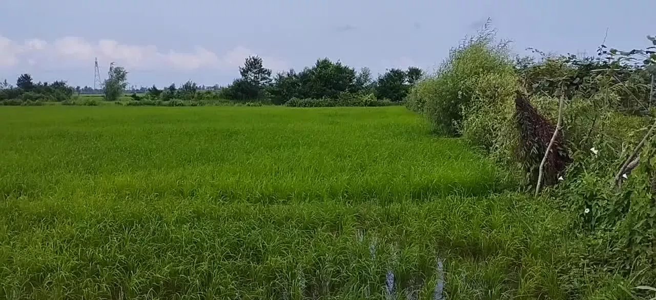 بیجار