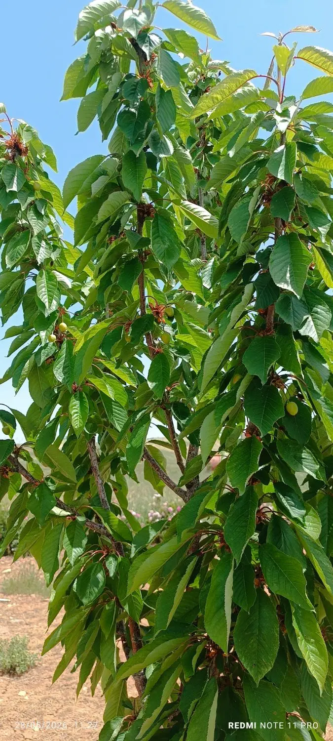 فروش باغ