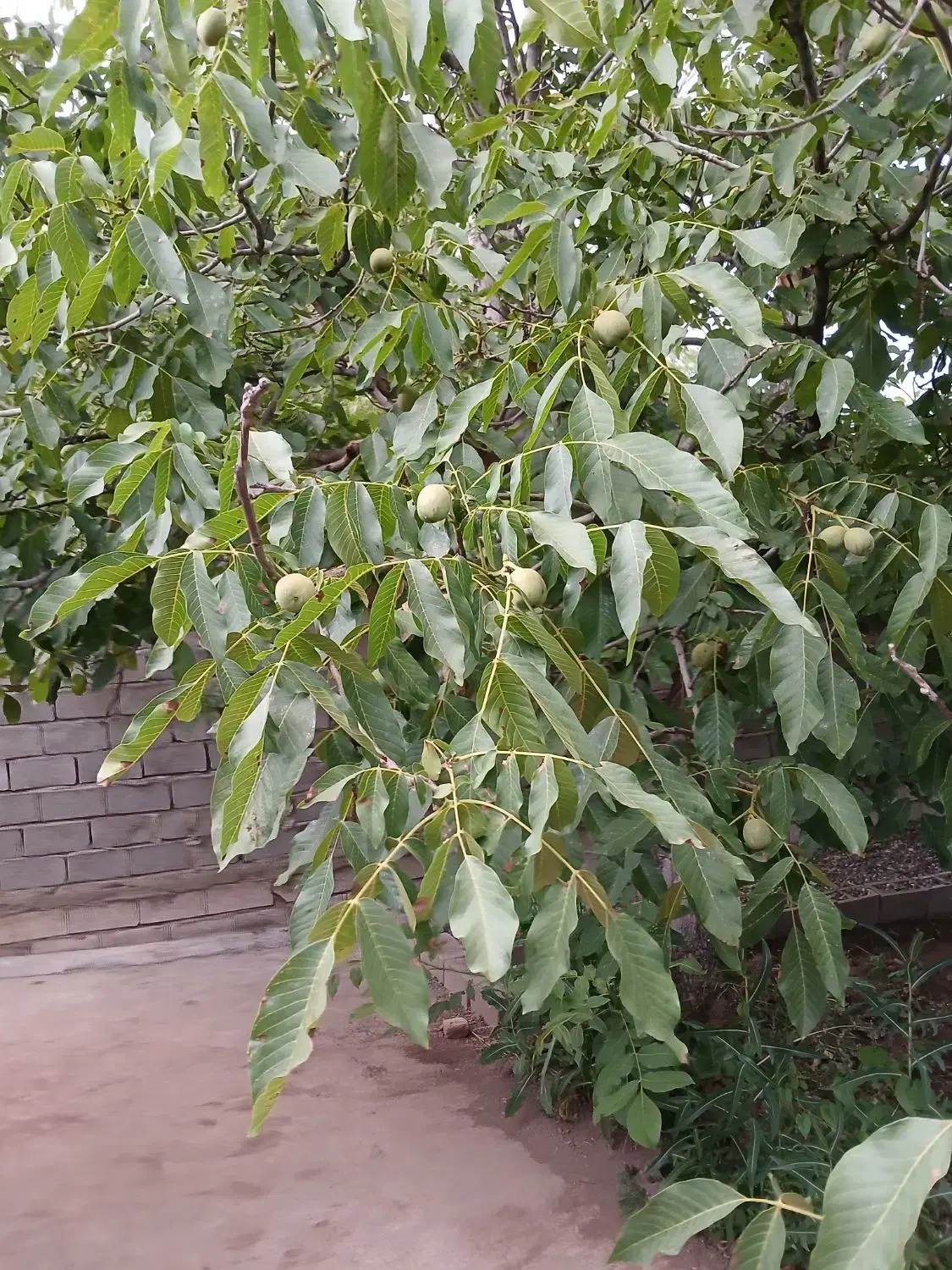 باغ کوچک در ملایوسف