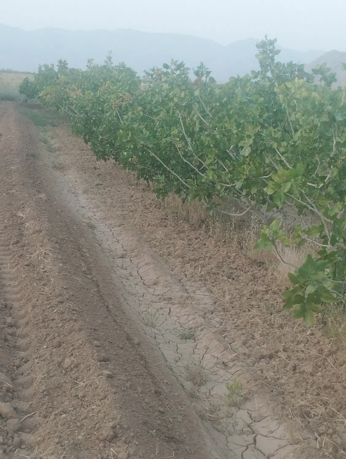 زمین کشاورزی