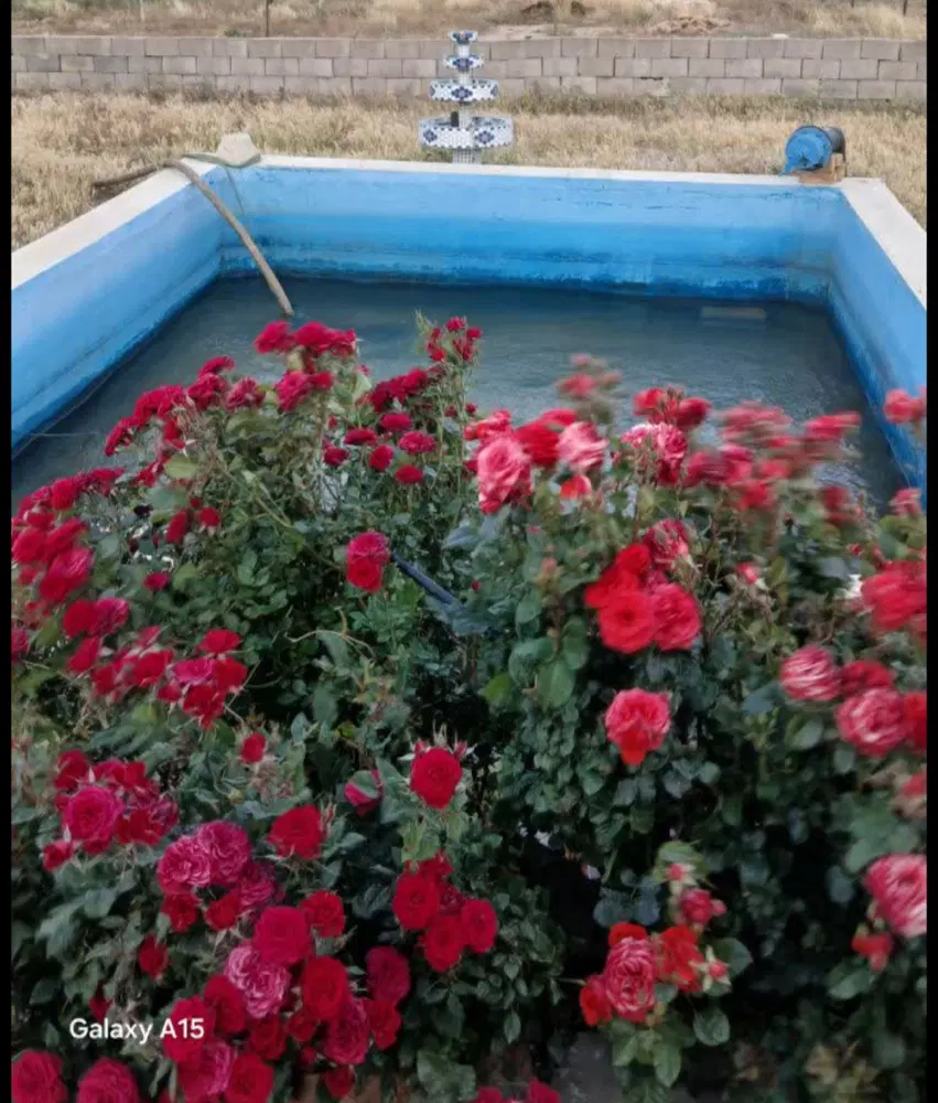 باغ