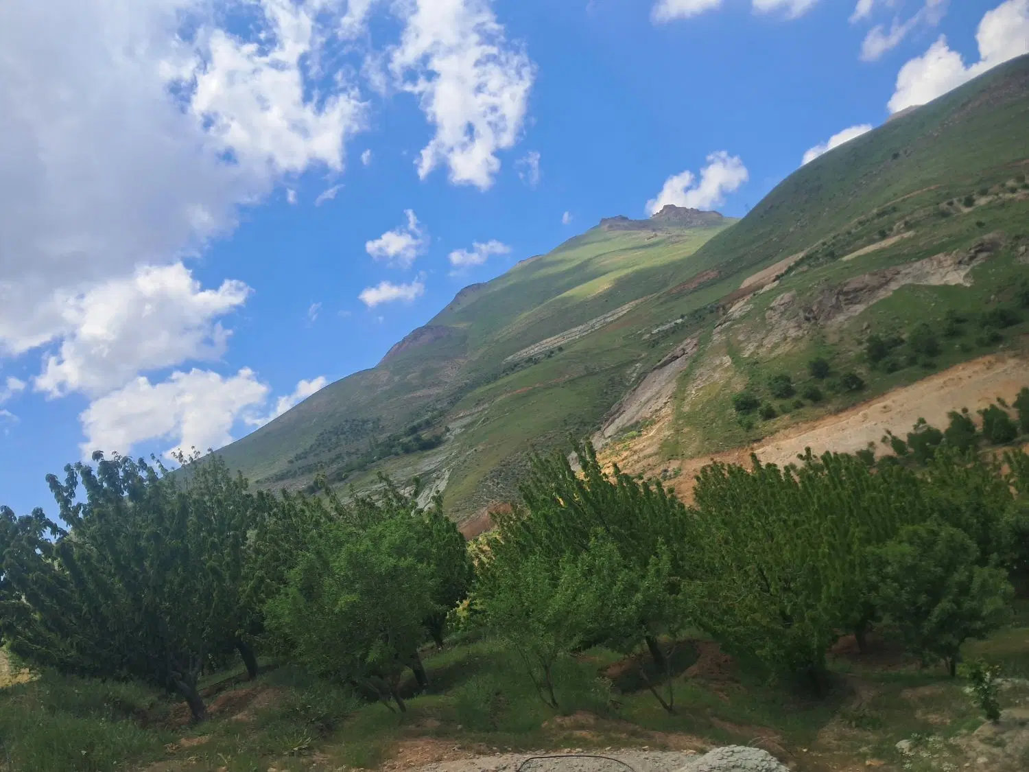 باغ گیلاس شخصی