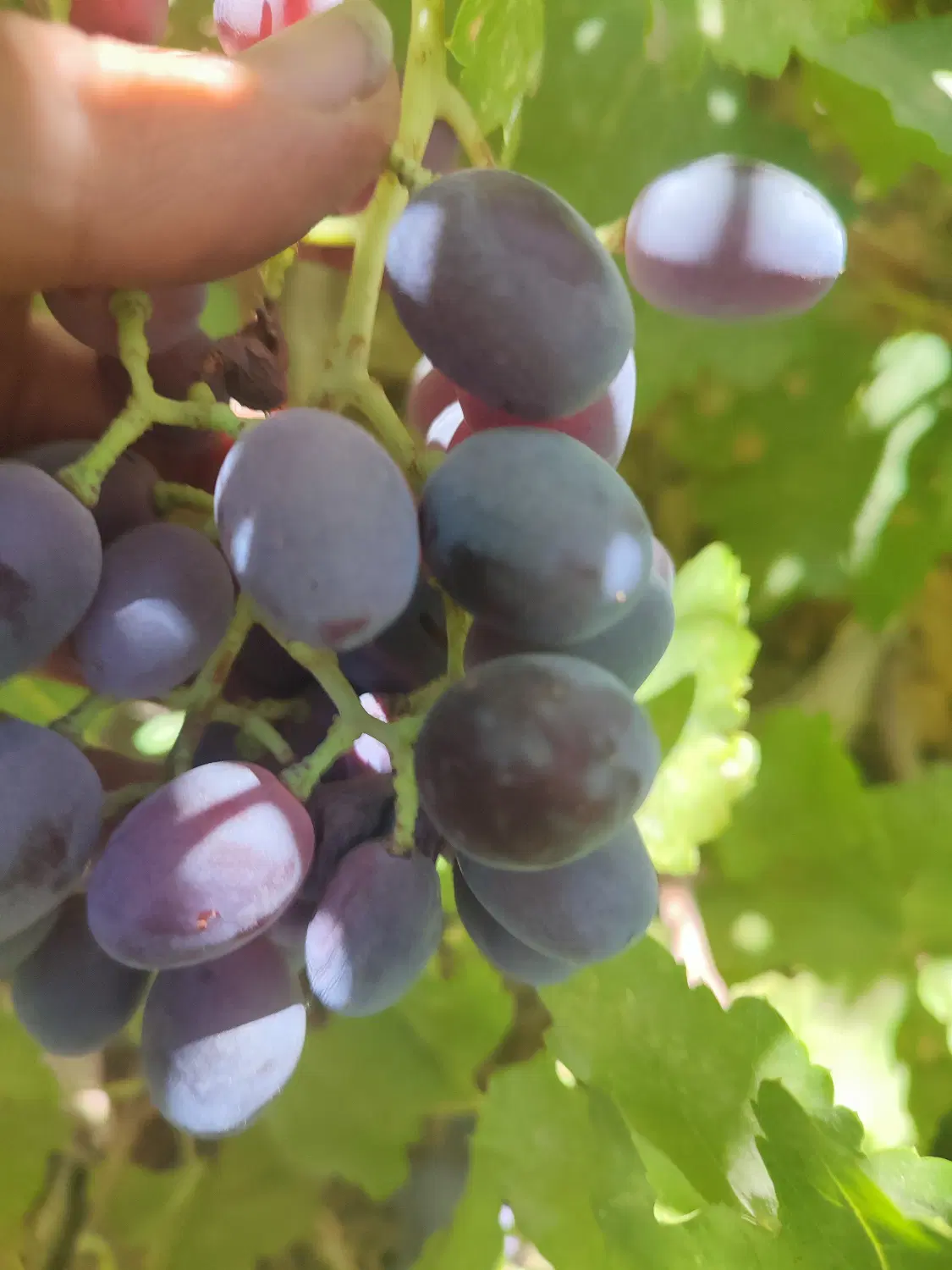 فروش چهار جریب باغ واقع در تل زرد