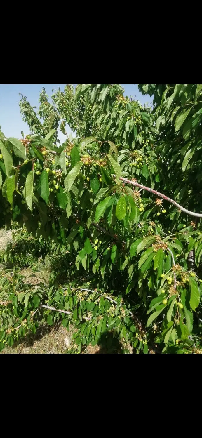 فروش باغ اجیلی