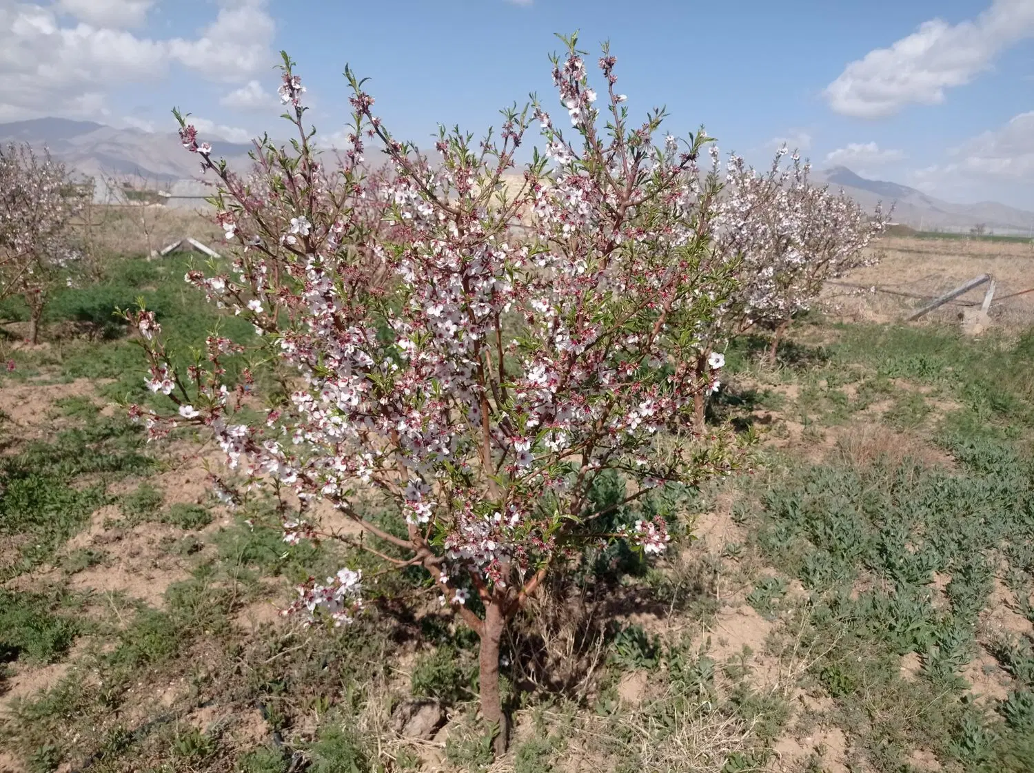 فروش باغ خوش قواره در زمین های کمال
