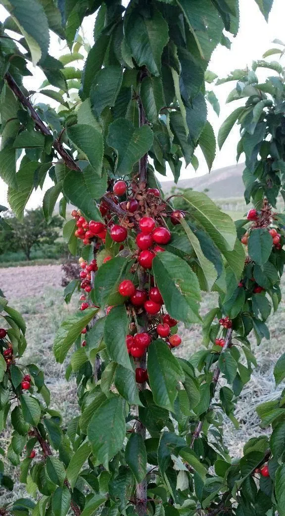 فروش باغ