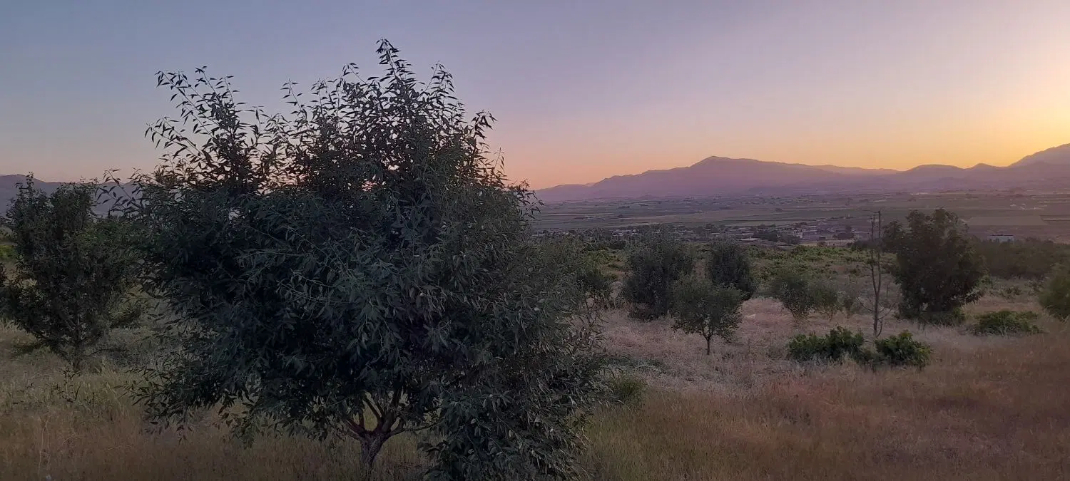 ۲جریب باغ ۴ساله
