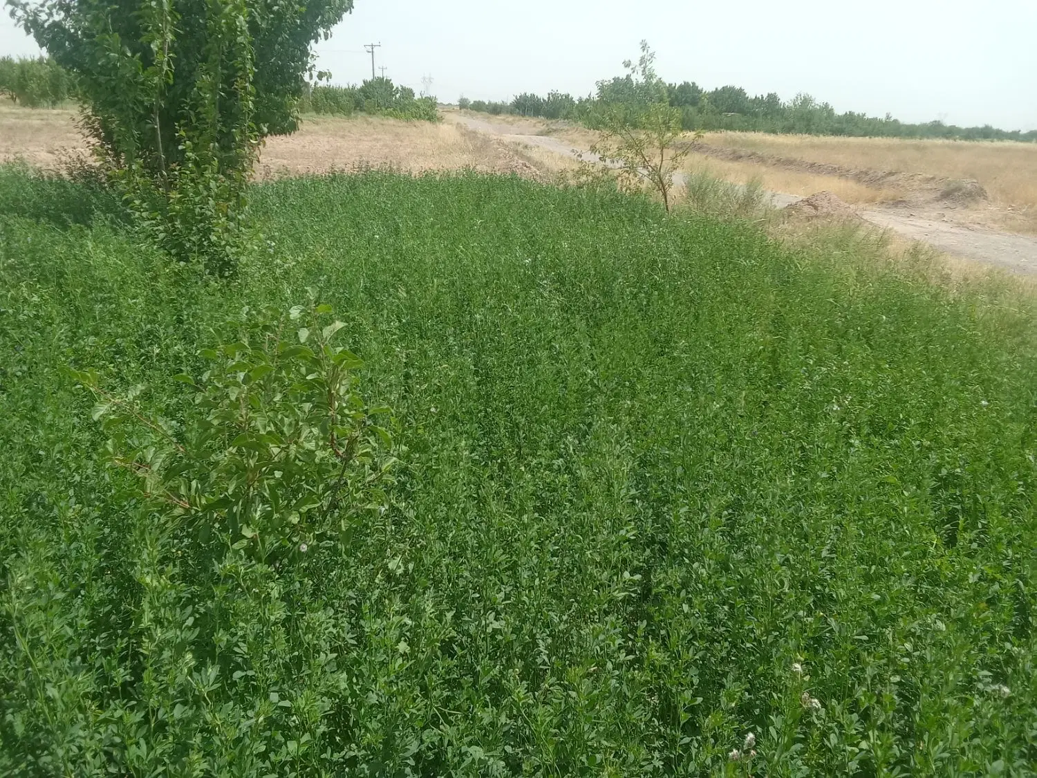 یونجه
